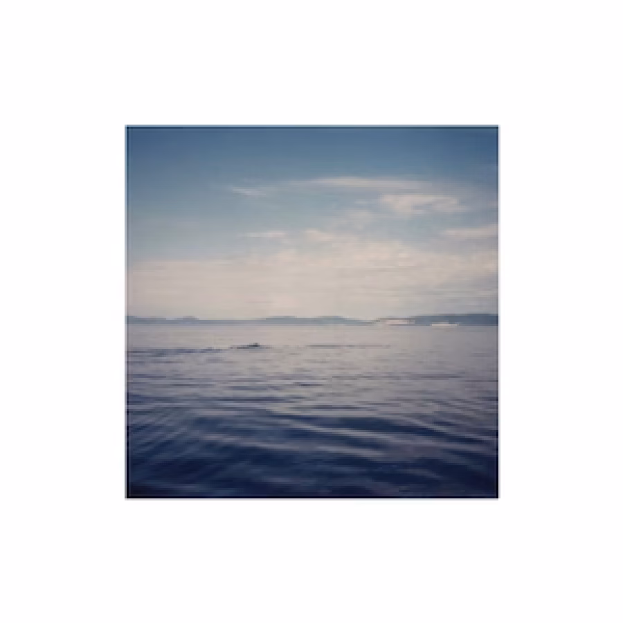 SUMMER RECREATION CAMP | Dolphins in Love (CD)